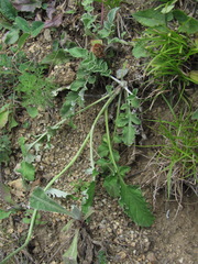 Psephellus leucophyllus