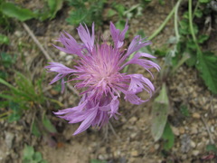 Psephellus leucophyllus