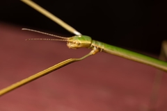 Baculomia siamensis