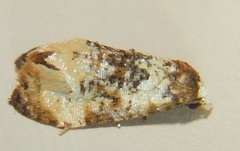 Phalonidia memoranda