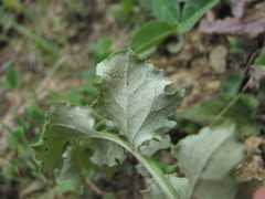 Psephellus leucophyllus