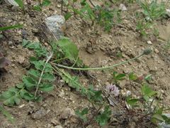 Psephellus leucophyllus