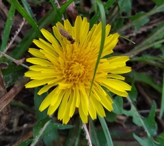 Toxomerus marginatus