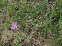 Psephellus leucophyllus