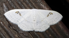 Problepsis digammata