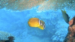 Chaetodon auripes
