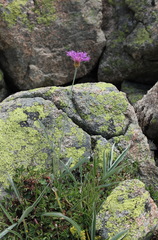 Psephellus vvedenskii