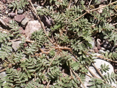 Tribulus terrestris