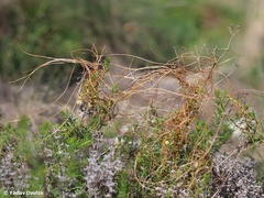 Cuscuta approximata