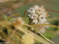 Cuscuta approximata