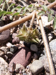 Tribulus terrestris