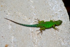 Sceloporus formosus