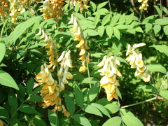 Lathyrus laevigatus