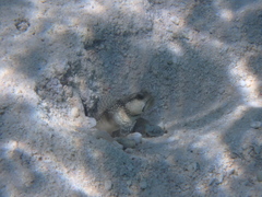Cryptocentrus cinctus