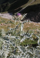 Cirsium cephalotes