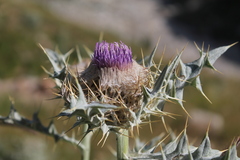 Cirsium cephalotes