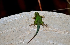 Sceloporus formosus