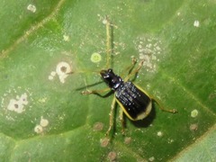 Paratriarius