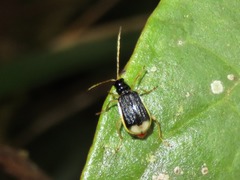 Paratriarius