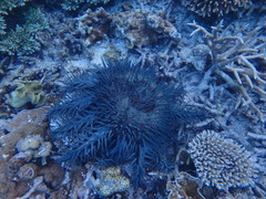 Acanthaster planci