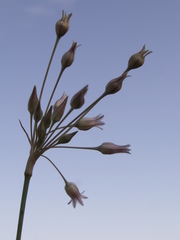 Allium margaritae