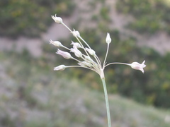 Allium margaritae