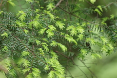 Tsuga chinensis