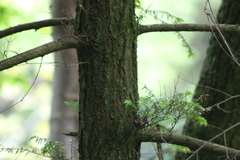 Tsuga chinensis