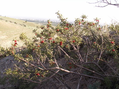 Prunus prostrata concolor