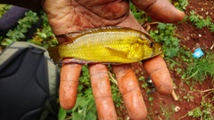 Astatoreochromis alluaudi