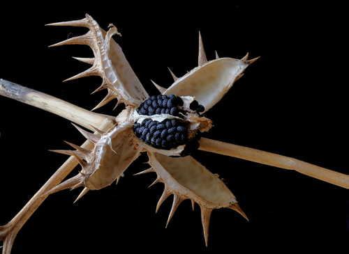 Datura ferox iNat (1)