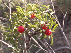 Prunus prostrata concolor