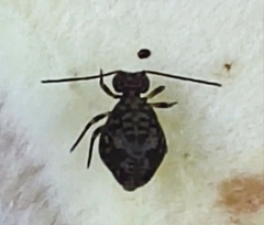 Ptenothrix italica