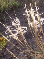 Stipa caucasica