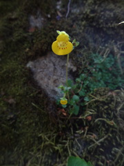 Calceolaria tenella