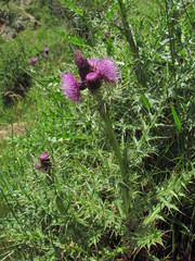 Cirsium elbrusense