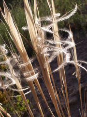 Stipa caucasica