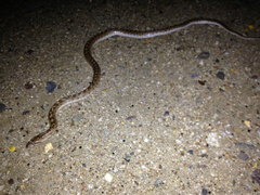 Arizona elegans occidentalis