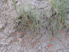 Ephedra intermedia