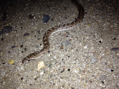 Arizona elegans occidentalis