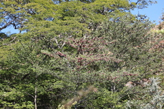 Terminalia tropophylla