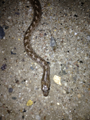 Arizona elegans occidentalis