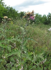 Cirsium euxinum