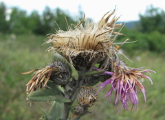 Cirsium euxinum
