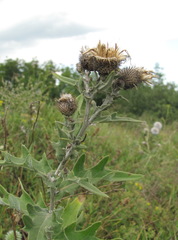 Cirsium euxinum