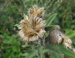 Cirsium euxinum