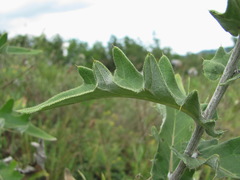 Cirsium euxinum