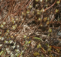 Macledium spinosum