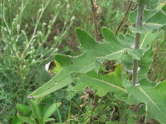Cirsium euxinum