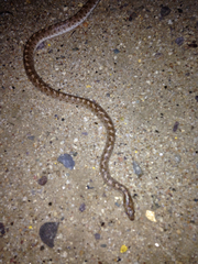 Arizona elegans occidentalis